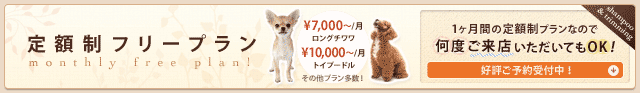 【定額制フリープラン】1ヶ月定額制なので何度ご来店いただいてもOK!12月限定STARTキャンペーン実施中 - ロングチワワ¥7,000?/トイプードル¥10,000?
