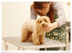 画像：トリミング風景