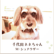 千代田ネネちゃん（M・シュナウザー）