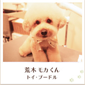 荒木モカくん（トイプードル）