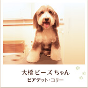 大橋ビーズちゃん（ビアデッドコリー）